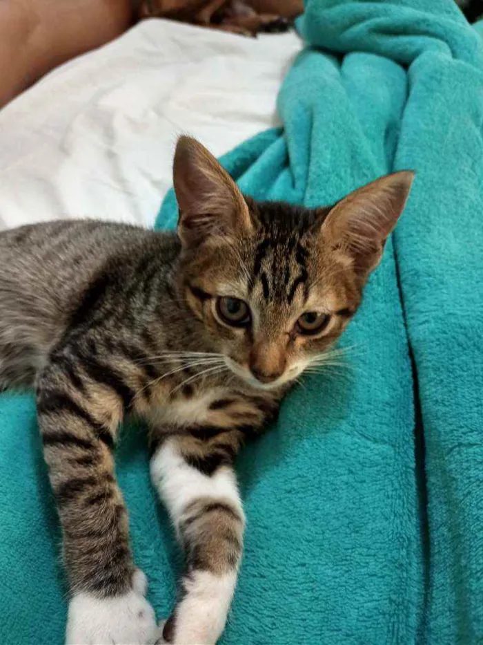 Gato ra a  idade 2 a 6 meses nome Filhotinha da fenty