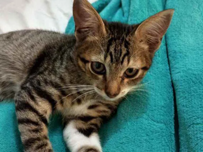 Gato ra a  idade 2 a 6 meses nome Filhotinha da fenty