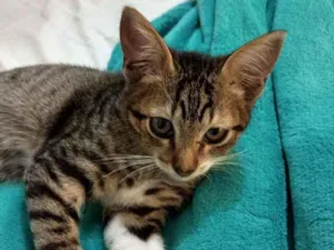 Gato raça  idade 2 a 6 meses nome Filhotinha da fenty