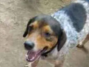 Cachorro raça não definida idade 2 a 6 meses nome luana