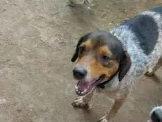 Cachorro ra a não definida idade 2 a 6 meses nome luana