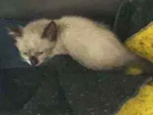 Gato raça N/A idade Abaixo de 2 meses nome Ariel