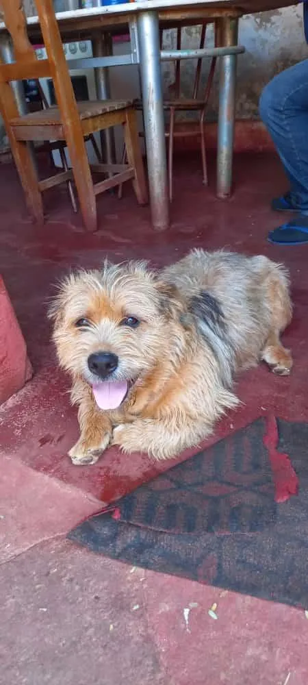 Cachorro ra a Indefinida idade 7 a 11 meses nome Maradona