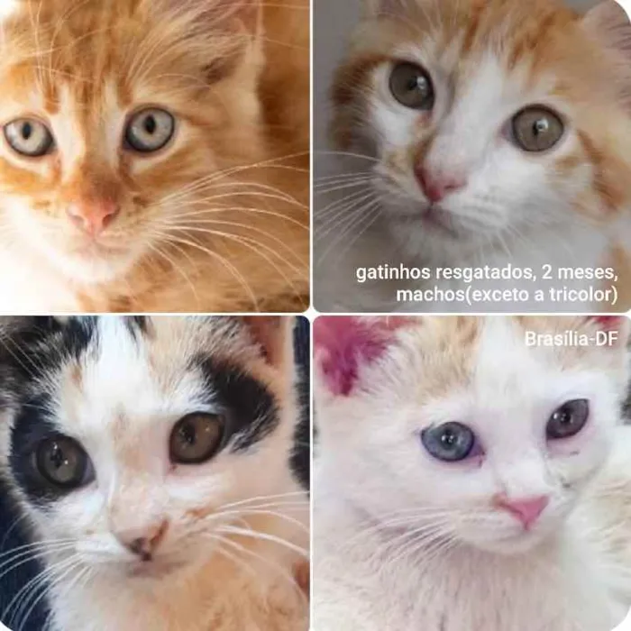 Gato ra a SRD idade Abaixo de 2 meses nome GatinhoS