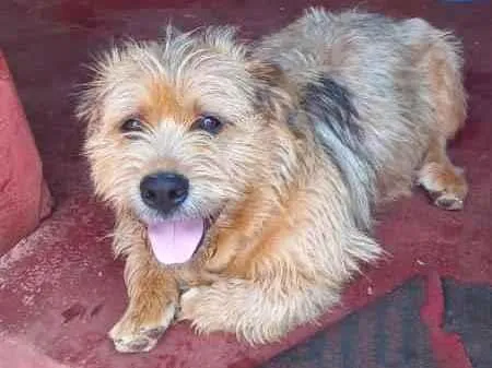 Cachorro ra a Indefinida idade 7 a 11 meses nome Maradona