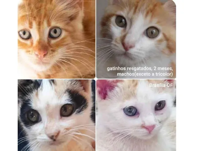 Gato ra a SRD idade Abaixo de 2 meses nome GatinhoS