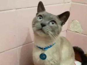 Gato raça Srd idade 1 ano nome Nino