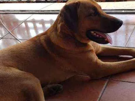 Cachorro ra a Vira lata  idade 7 a 11 meses nome Thor