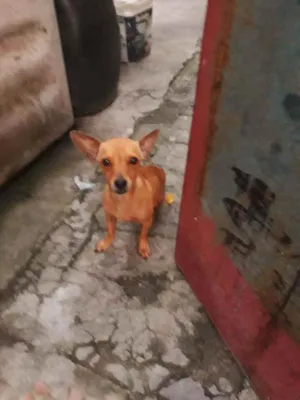 Cachorro raça Vira lata idade 1 ano nome Sheik