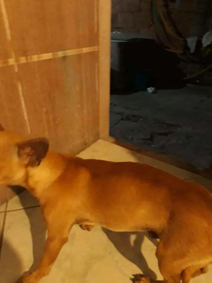 Cachorro raça Vira lata idade 1 ano nome Sheik