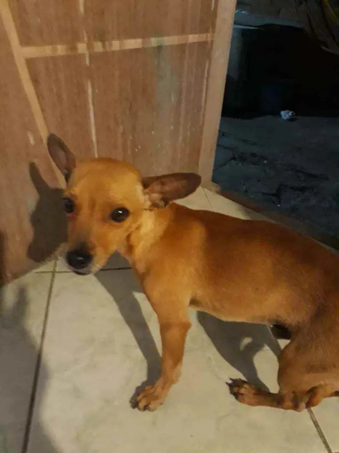 Cachorro raça Vira lata idade 1 ano nome Sheik