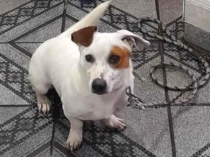 Cachorro raça SRD  idade 2 anos nome PIPOCA