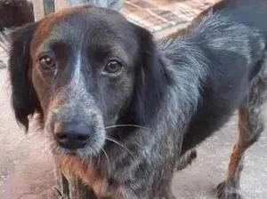 Cachorro raça SRD-ViraLata idade 4 anos nome Rodrigo Border