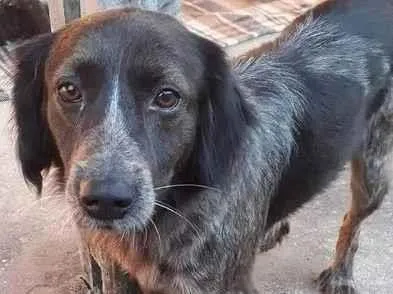 Cachorro ra a SRD-ViraLata idade 4 anos nome Rodrigo Border