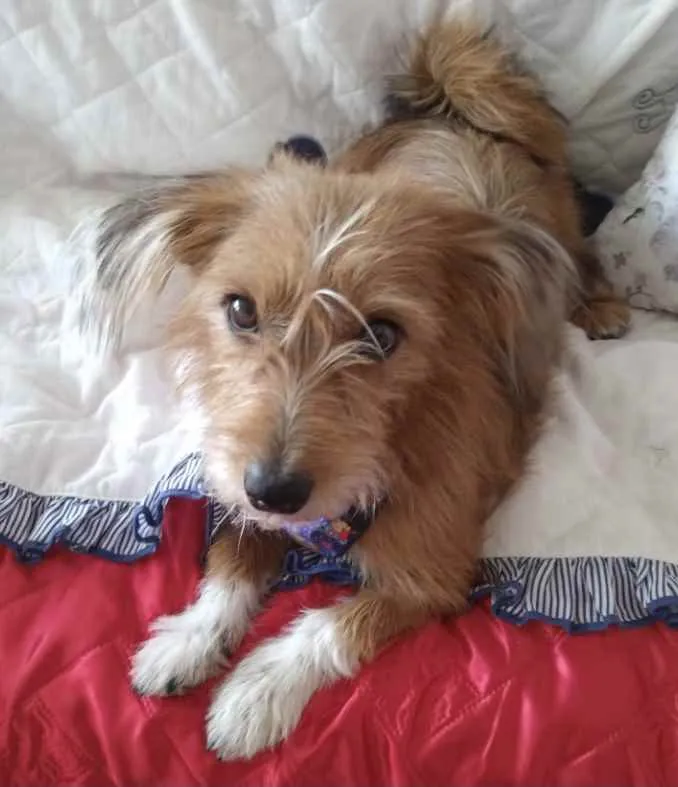 Cachorro ra a Mestiço  idade 1 ano nome Thor 