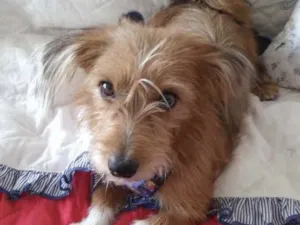 Cachorro raça Mestiço  idade 1 ano nome Thor 
