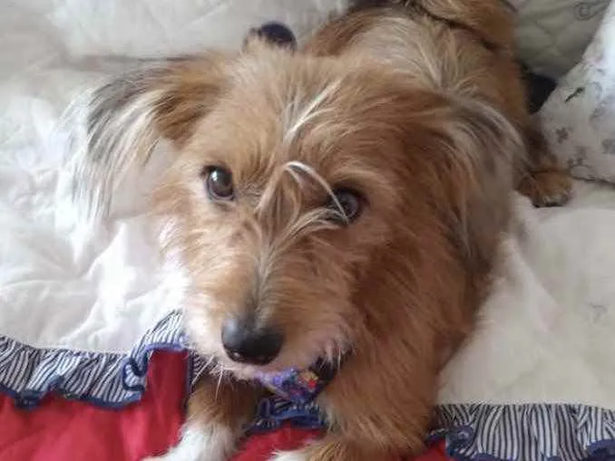 Cachorro ra a Mestiço  idade 1 ano nome Thor 