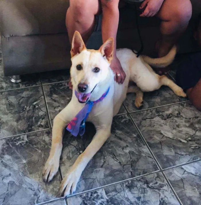 Cachorro ra a  idade 1 ano nome Pandora 