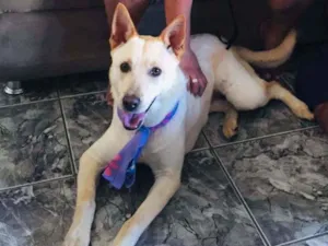 Cachorro raça  idade 1 ano nome Pandora 