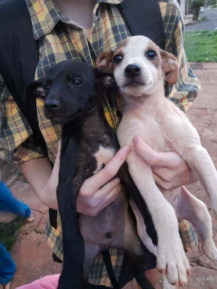 Cachorro ra a Vira lata idade 2 a 6 meses nome Pretinho