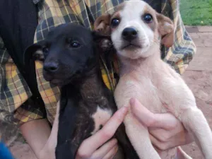 Cachorro raça Vira lata idade 2 a 6 meses nome Pretinho