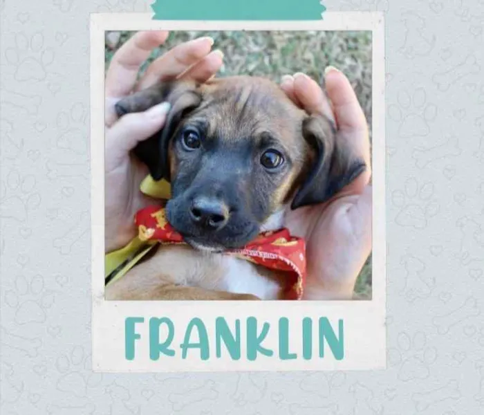 Franklin 