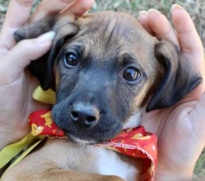 Cachorro raça SRD  idade 2 a 6 meses nome Franklin 