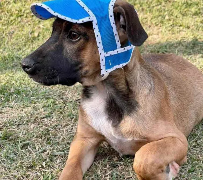 Cachorro raça SRD  idade 2 a 6 meses nome Franklin 