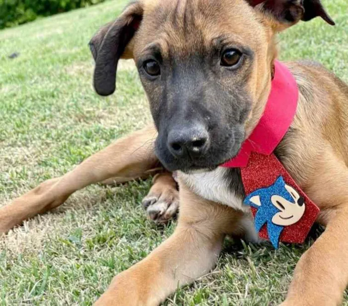 Cachorro raça SRD  idade 2 a 6 meses nome Franklin 