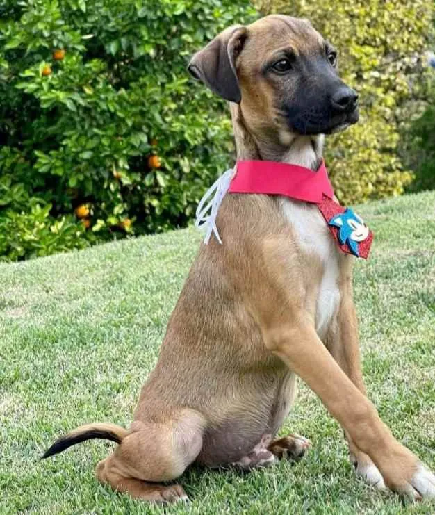 Cachorro raça SRD  idade 2 a 6 meses nome Franklin 