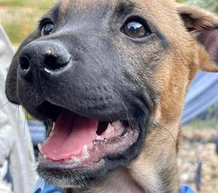 Cachorro raça SRD  idade 2 a 6 meses nome Franklin 