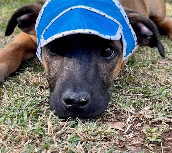 Cachorro raça SRD  idade 2 a 6 meses nome Franklin 