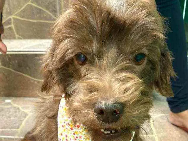 Cachorro raça  idade 6 ou mais anos nome Milla 