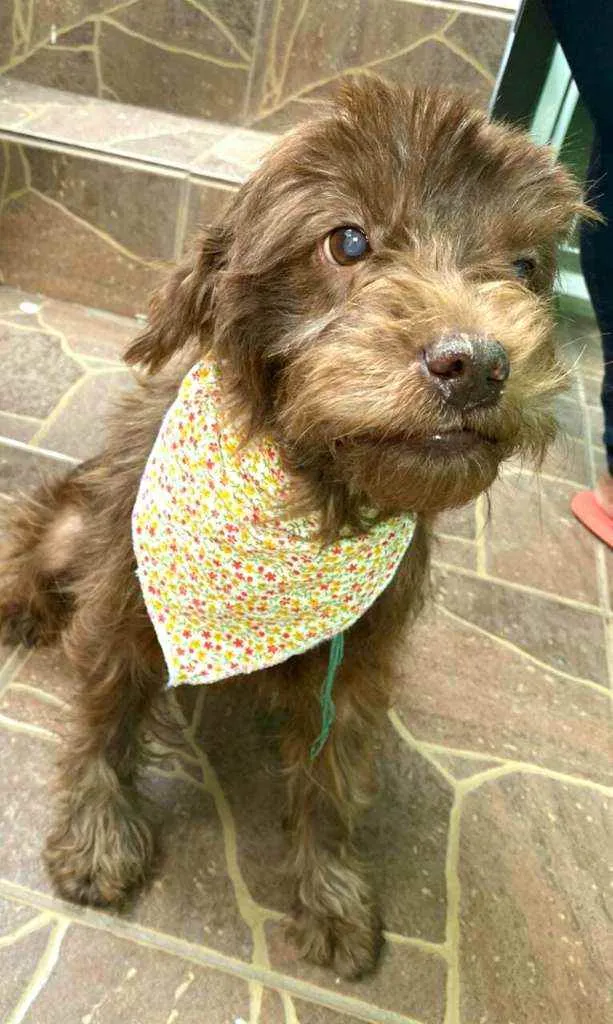 Cachorro raça  idade 6 ou mais anos nome Milla 