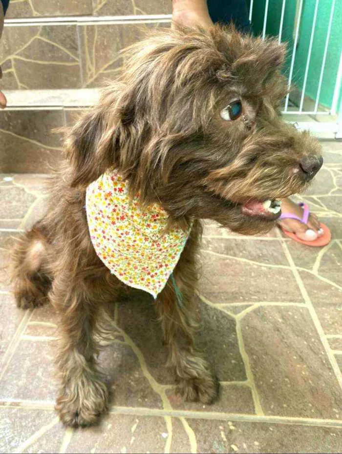 Cachorro raça  idade 6 ou mais anos nome Milla 