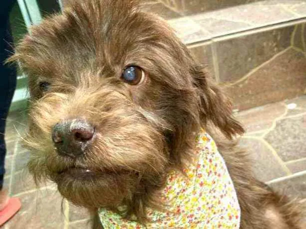 Cachorro raça  idade 6 ou mais anos nome Milla 