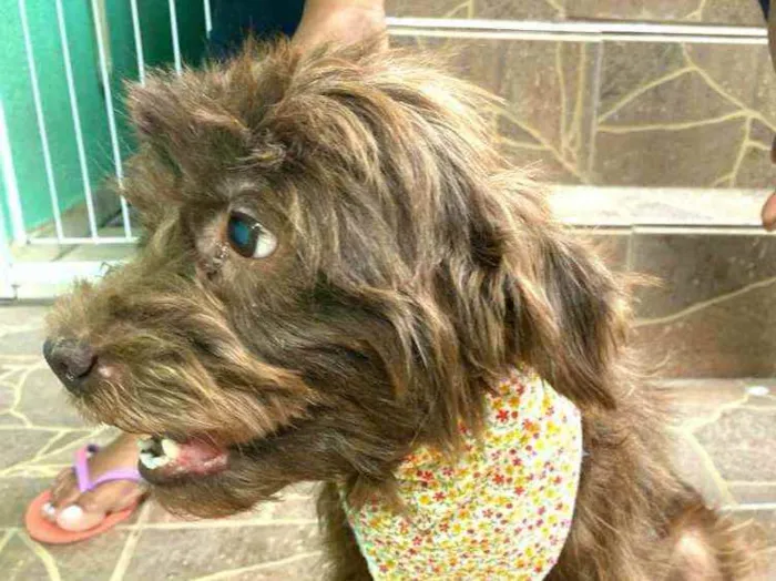 Cachorro raça  idade 6 ou mais anos nome Milla 