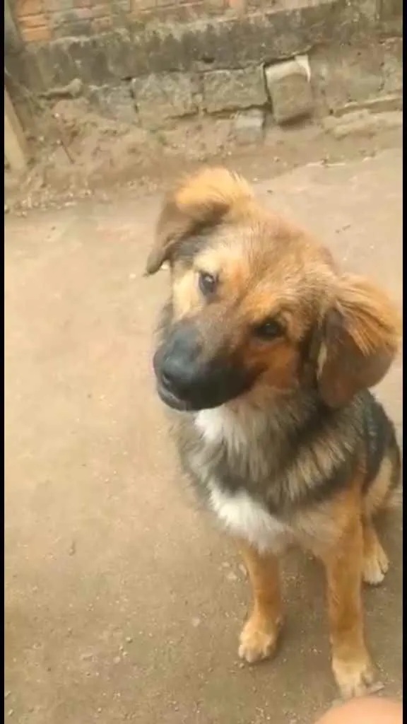Cachorro ra a  idade 7 a 11 meses nome Ravena 