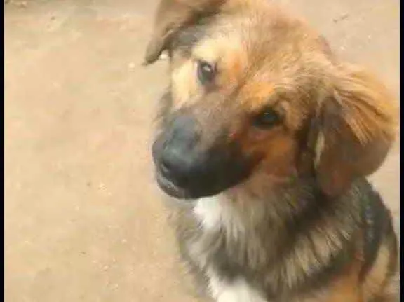 Cachorro ra a  idade 7 a 11 meses nome Ravena 