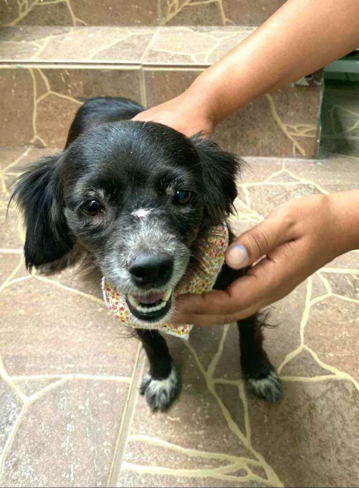 Cachorro raça  idade 4 anos nome Capitu 