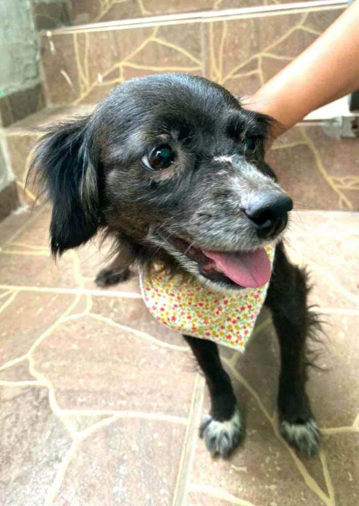 Cachorro raça  idade 4 anos nome Capitu 