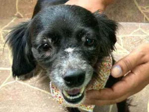 Cachorro raça  idade 4 anos nome Capitu 