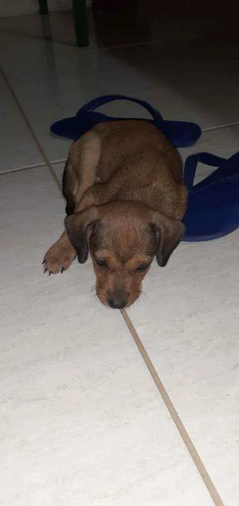 Cachorro ra a Vira lata caramelo idade 2 a 6 meses nome DAMA