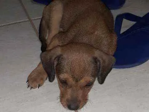 Cachorro ra a Vira lata caramelo idade 2 a 6 meses nome DAMA