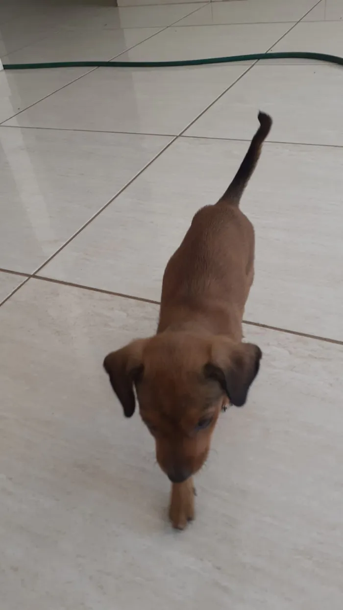 Cachorro ra a Vira lata caramelo idade 2 a 6 meses nome DAMA