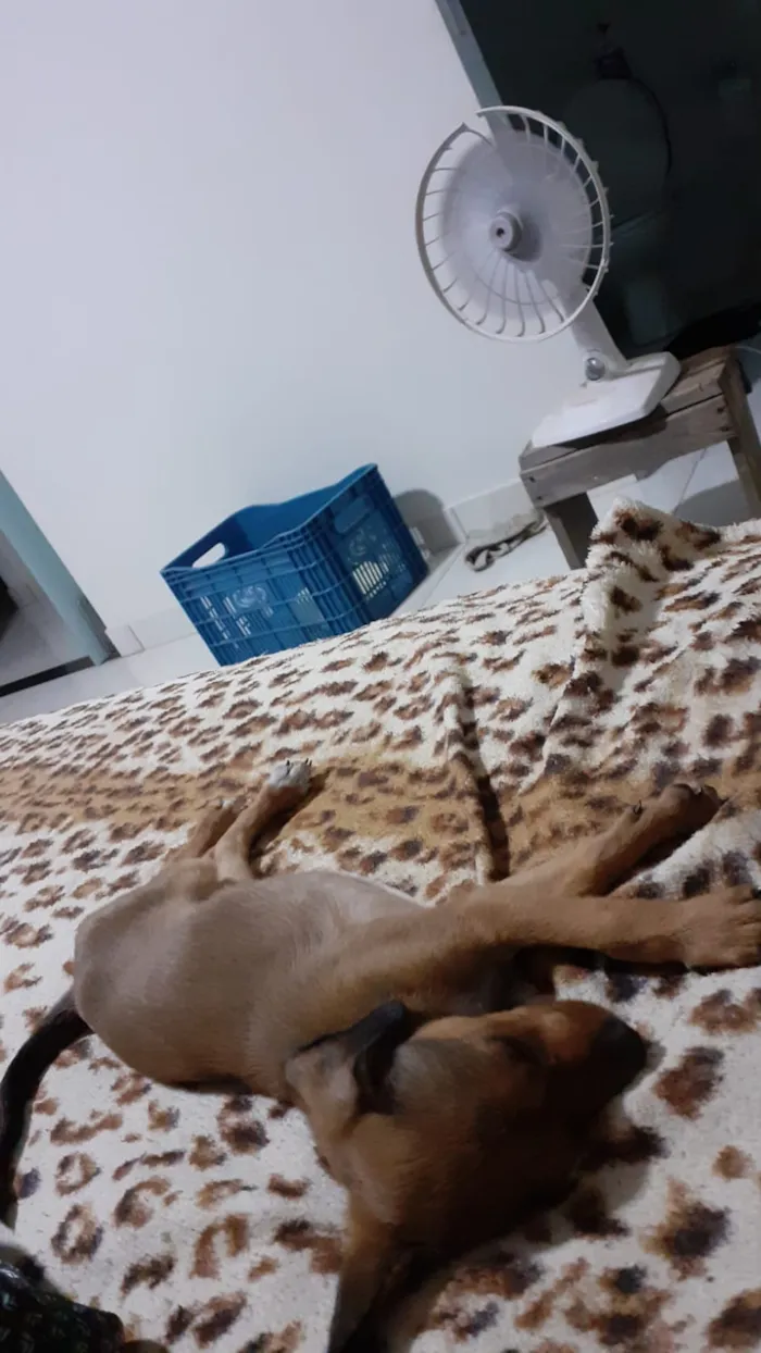 Cachorro ra a Vira lata caramelo idade 2 a 6 meses nome DAMA