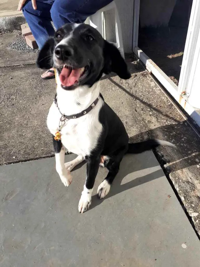 Cachorro ra a Sem raça  idade 4 anos nome Maggie 
