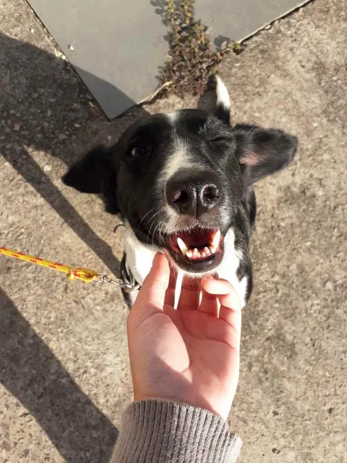 Cachorro ra a Sem raça  idade 4 anos nome Maggie 