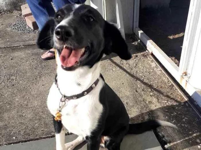 Cachorro ra a Sem raça  idade 4 anos nome Maggie 