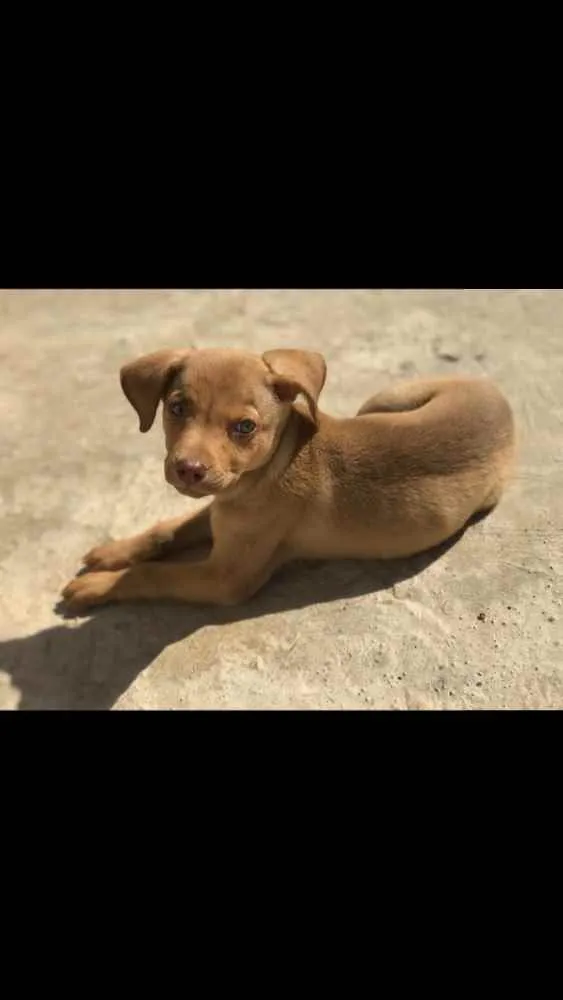 Cachorro ra a Vira lata  idade 2 a 6 meses nome Sushi 